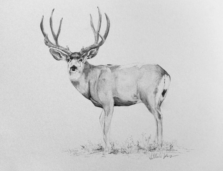 Намальований олень